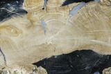 Petrified Wood (Schinoxylon) Slab - Blue Forest, Wyoming #141269-1